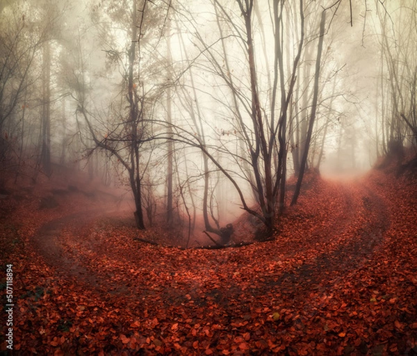 Obraz Misty forest