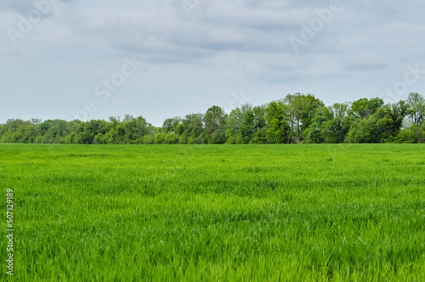 Fototapeta Photo of a green spring landscape. Growing wheat in a field near a forest plantation. Agricultural property. Wheat is grown for export and processing into flour. Ingredient for baking bread.
