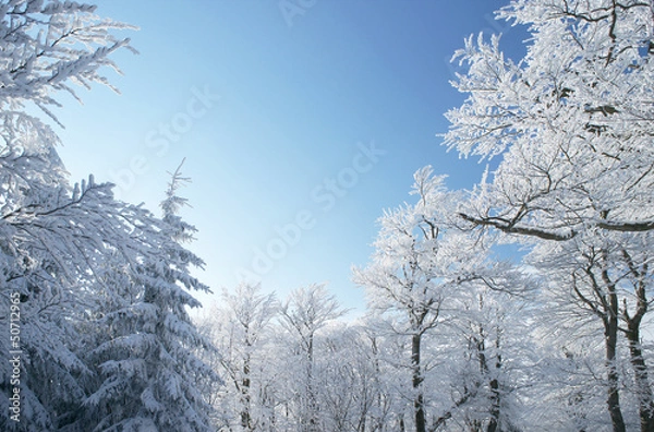 Fototapeta Sunny day in forest with trees covered by snow