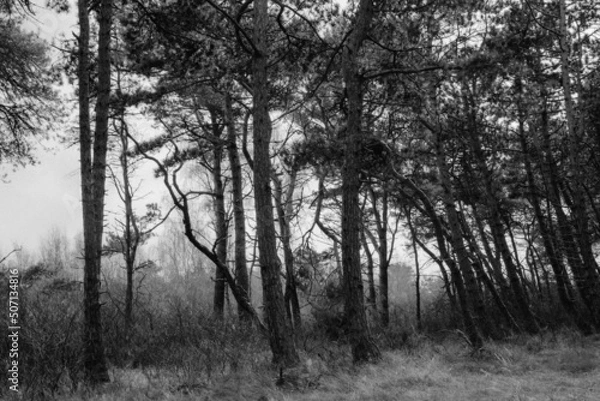 Obraz Wald auf Hiddensee