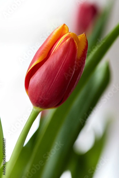 Fototapeta Wiosenne kwiaty kolorowe