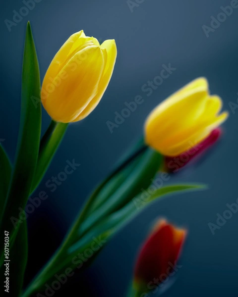 Fototapeta Wiosenne kwiaty kolorowe