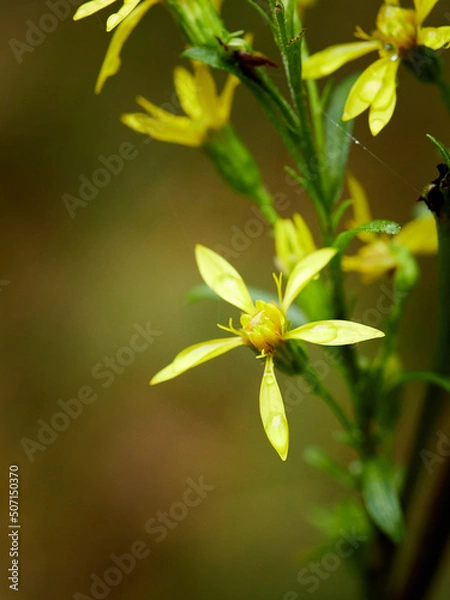 Fototapeta Wiosenne kwiaty kolorowe