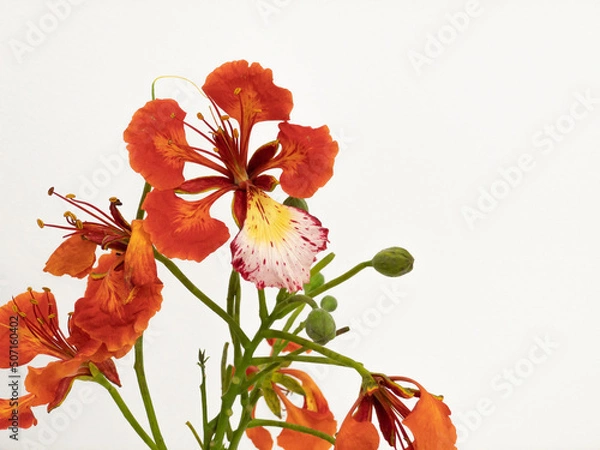 Fototapeta Poinciana regia or Delonix regia flowers isolated on white background. The most common names are: royal poinciana, flamboyant, acacia rubra, phoenix flower, flame of the forest, or flame tree