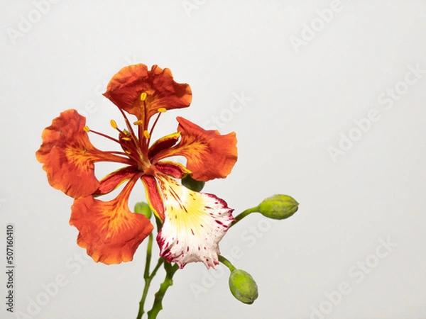 Fototapeta Poinciana regia or Delonix regia flowers isolated on white background. The most common names are: royal poinciana, flamboyant, acacia rubra, phoenix flower, flame of the forest, or flame tree
