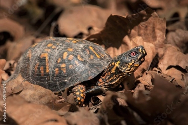 Obraz Basking Eastern Box turtle macro portrait 