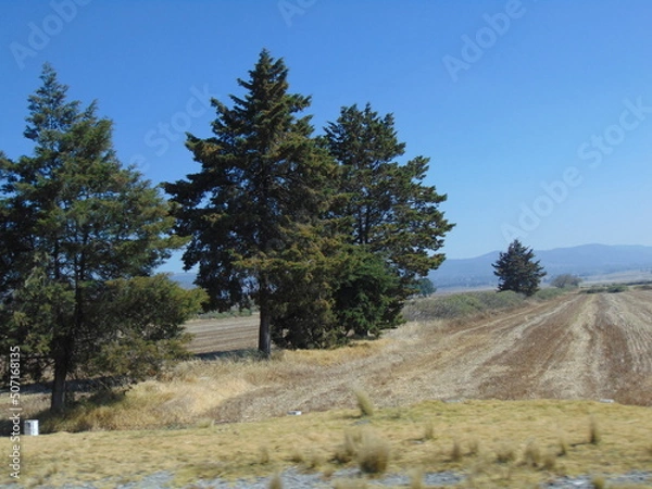Obraz pine tree on the hill
