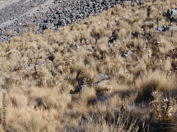 Obraz grass in the mountains