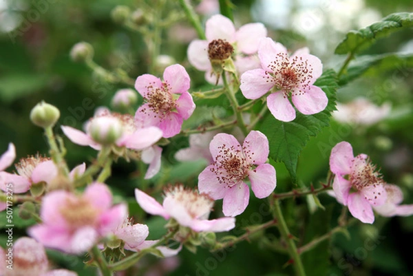 Fototapeta Brombeerblüten