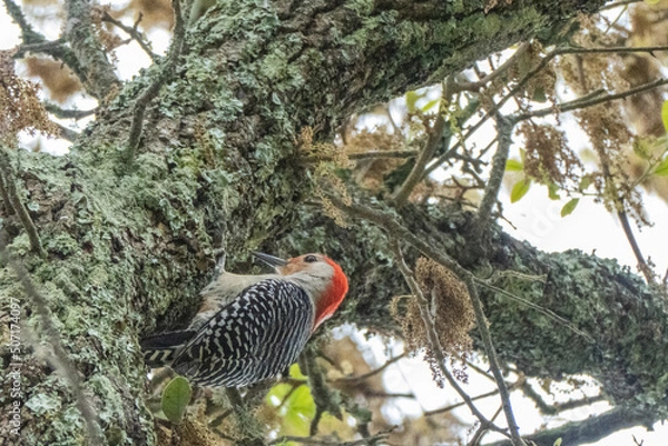 Obraz Red-bellied woodpecker