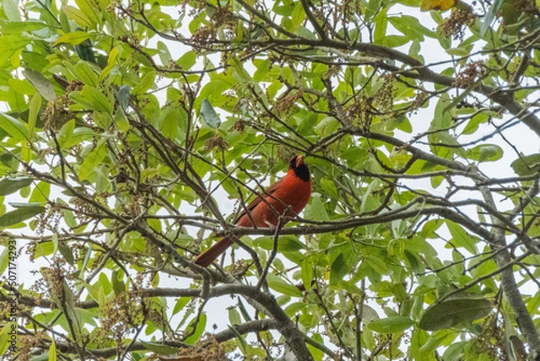 Fototapeta Red Robin
