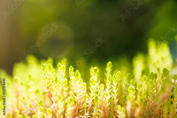 Obraz 光りが透けた植物