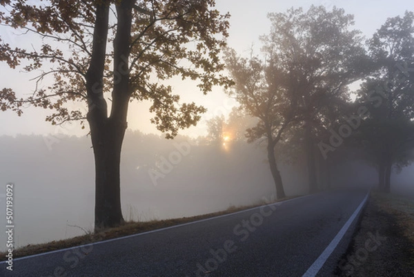 Fototapeta Sun rays shining through trees on a foggy morning
