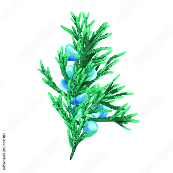 Fototapeta Juniper branch vector illustration, for seasonal, organic products design