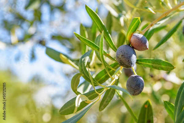 Fototapeta Closeup view of ripe black olives on olive tree.