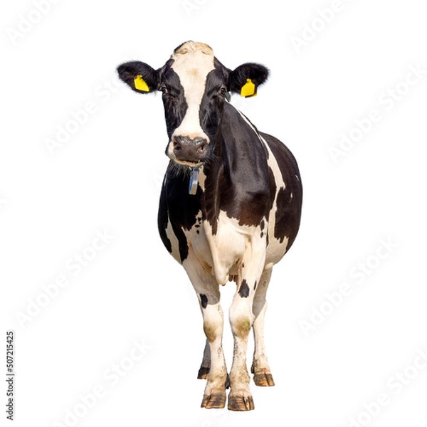 Obraz Cow isolated on white, standing upright black and white, full length and front view and copy space