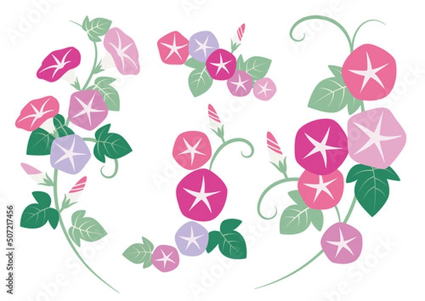 Fototapeta 朝顔のイラスト