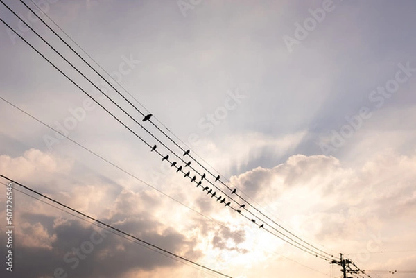 Obraz 夕暮れ　電線に集まるカラス