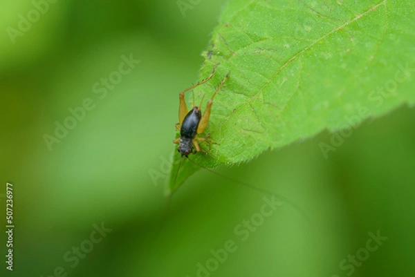 Fototapeta バッタ