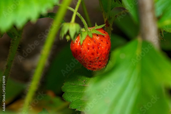 Obraz 家庭菜園で育てたかわいい苺