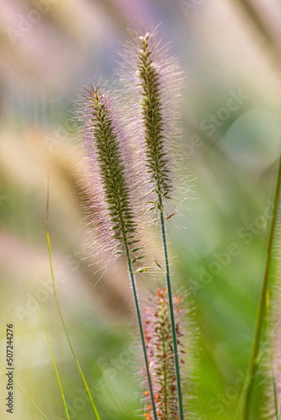Fototapeta Close up of Swamp Foxtail grass seed spears isolated against a soft, colourful background in sunshine. Vertical image, portrait format. Copy space.
