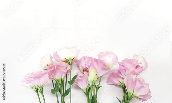 Fototapeta フレーム_トルコキキョウ