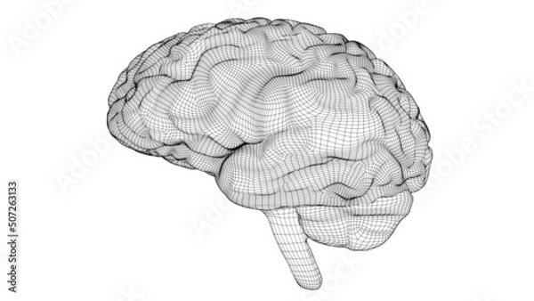 Fototapeta Wireframe brain 3D
