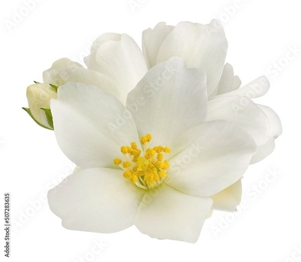 Obraz Jasmine flowers isolated on white background