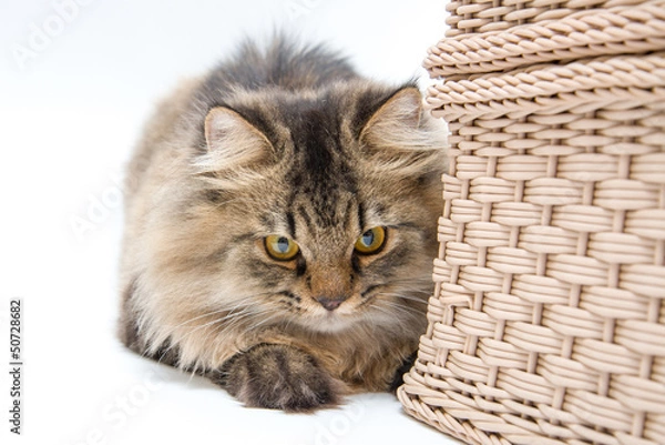 Fototapeta Persian Cat Behind the Basket