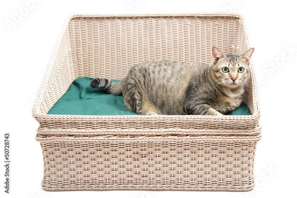 Obraz Thai Fat Cat on the Bed