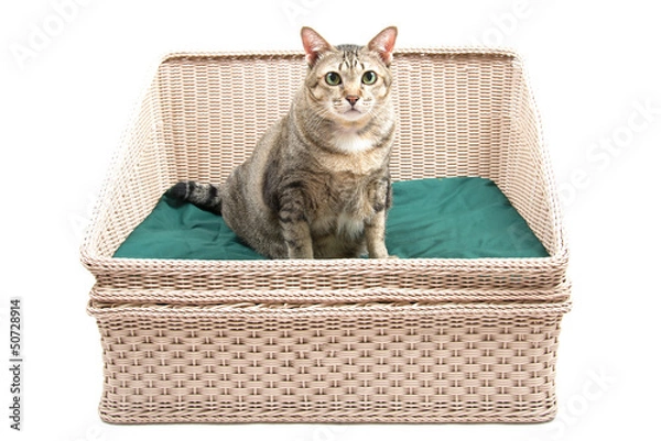 Fototapeta Fat Thai Cat Sitting on the Bed