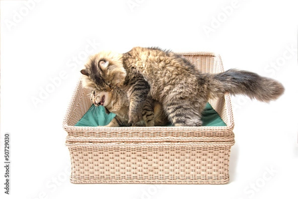 Fototapeta Fat Thai Cat Playing with Persian Cat on the Bed