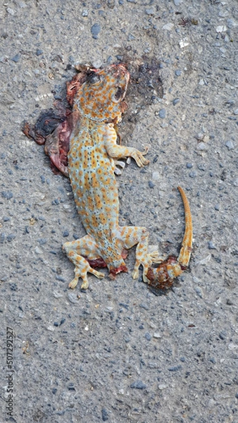Obraz dead gecko on the road