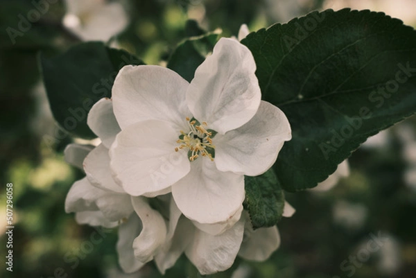 Fototapeta A blooming branch of an apple tree on a sunny spring day