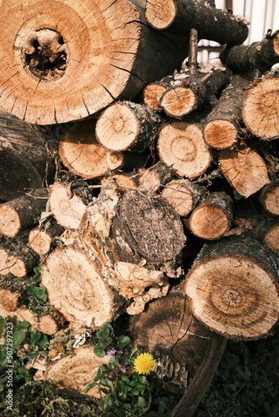 Fototapeta Logs of cherry trunks pile. Sawn trees from the forest. Logging timber wood industry. 