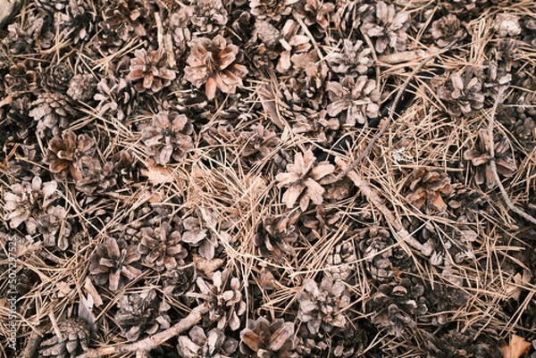Fototapeta Pine or spruce cones lie on old dried up foliage and on pine needles. close-up. 