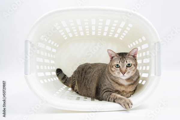 Obraz Fat Thai Cat lay inside the Basket