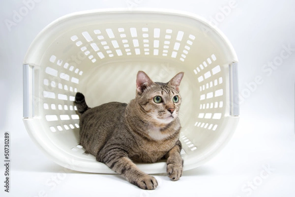 Obraz Fat Thai Cat lay inside the Basket