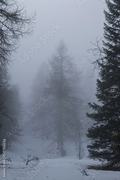 Fototapeta trees in the snow