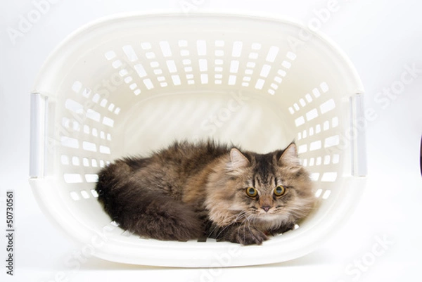 Obraz Persian Cat in the Basket