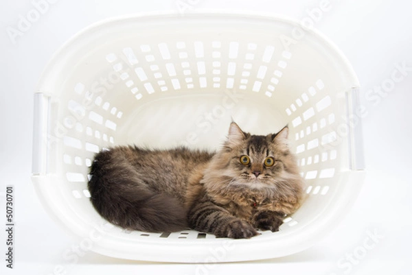 Obraz Persian Cat inside the Basket
