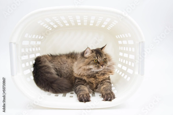 Fototapeta Persian Cat inside the Basket