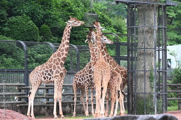 Obraz 多摩動物公園の食事中のキリンたち
