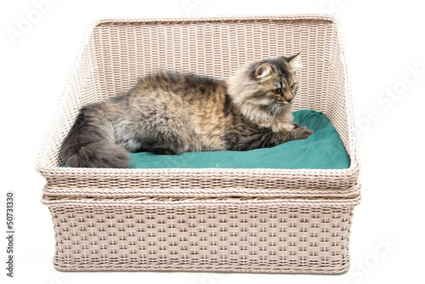 Fototapeta Persian Cat lay on the Bed