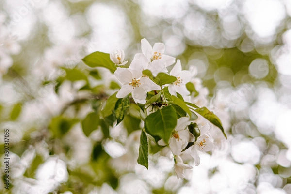 Fototapeta Apple tree's flower