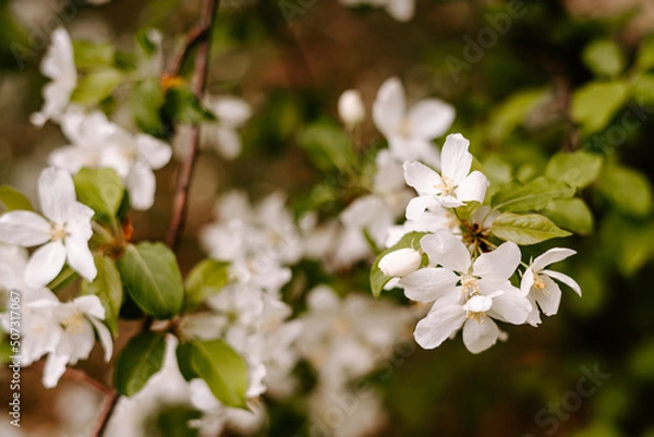 Obraz Apple tree's flower