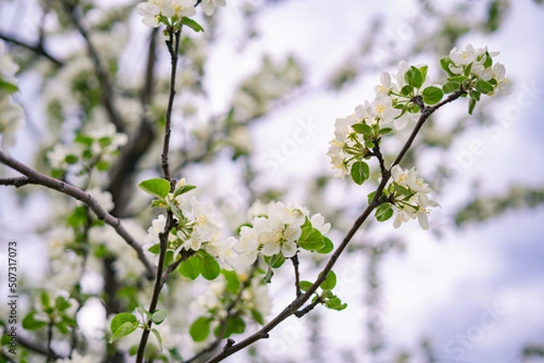 Obraz Apple tree's flower