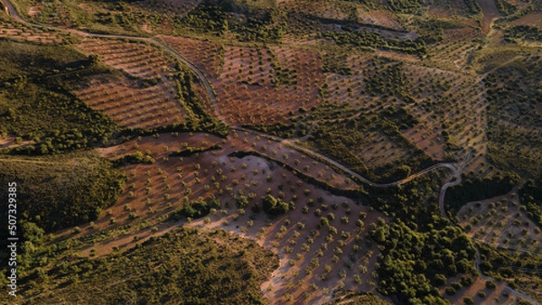 Fototapeta Zenithal drone view of mosaic crop mosaic of olive groves in extensive and intensive agriculture