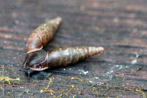 Fototapeta Two individuals of plaited door snail, Cochlodina laminata, mating on wood, close up, Lithuania