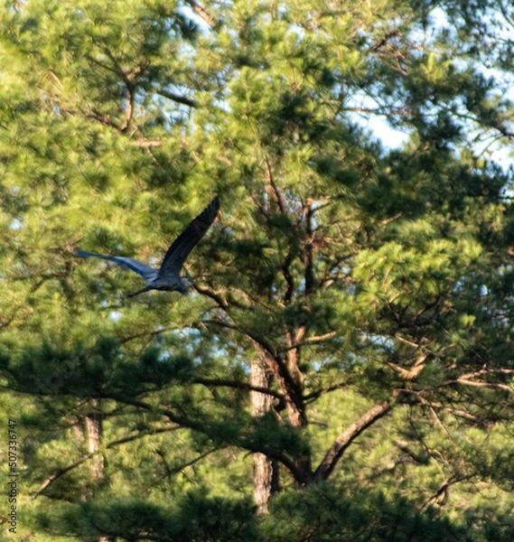 Fototapeta bird in the tree